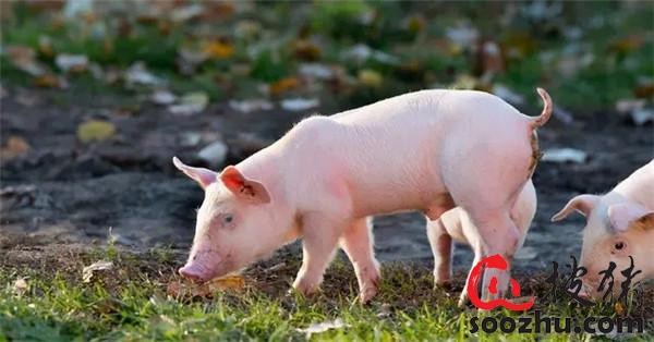 猪群出现疾病问题，50%的原因跟霉菌毒素有关！