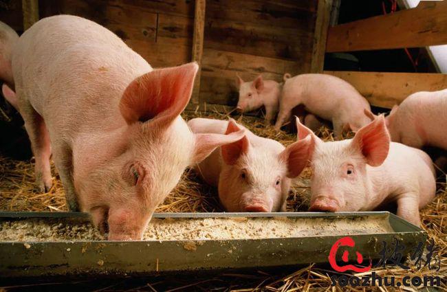 猪也挑食，不同品种和年龄的猪都喜欢吃什么口味的饲料呢？