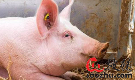 猪场育肥猪生长速度缓慢怎么办？