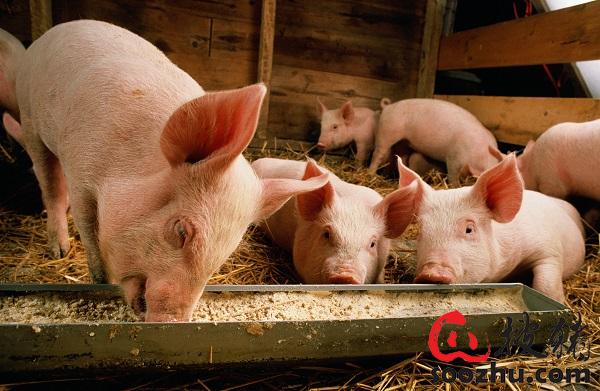 在养猪过程中，饲料拌药需要注意哪些问题?