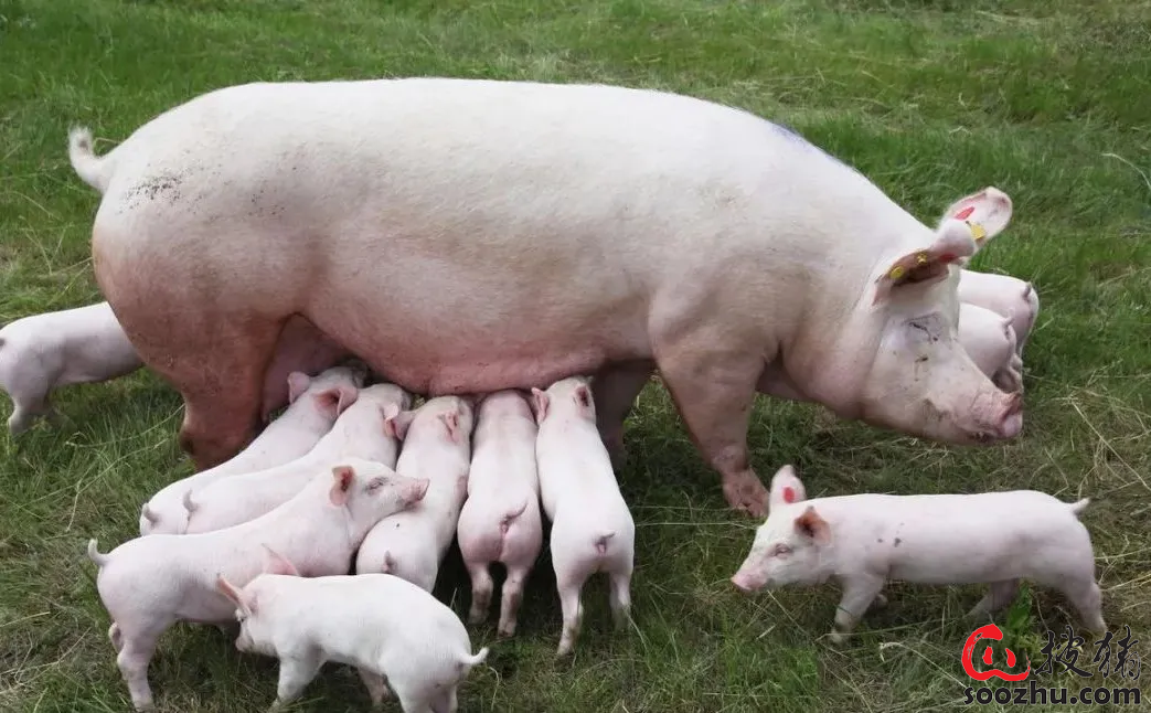 如何合理调配日粮，避免母猪异常瘫痪？