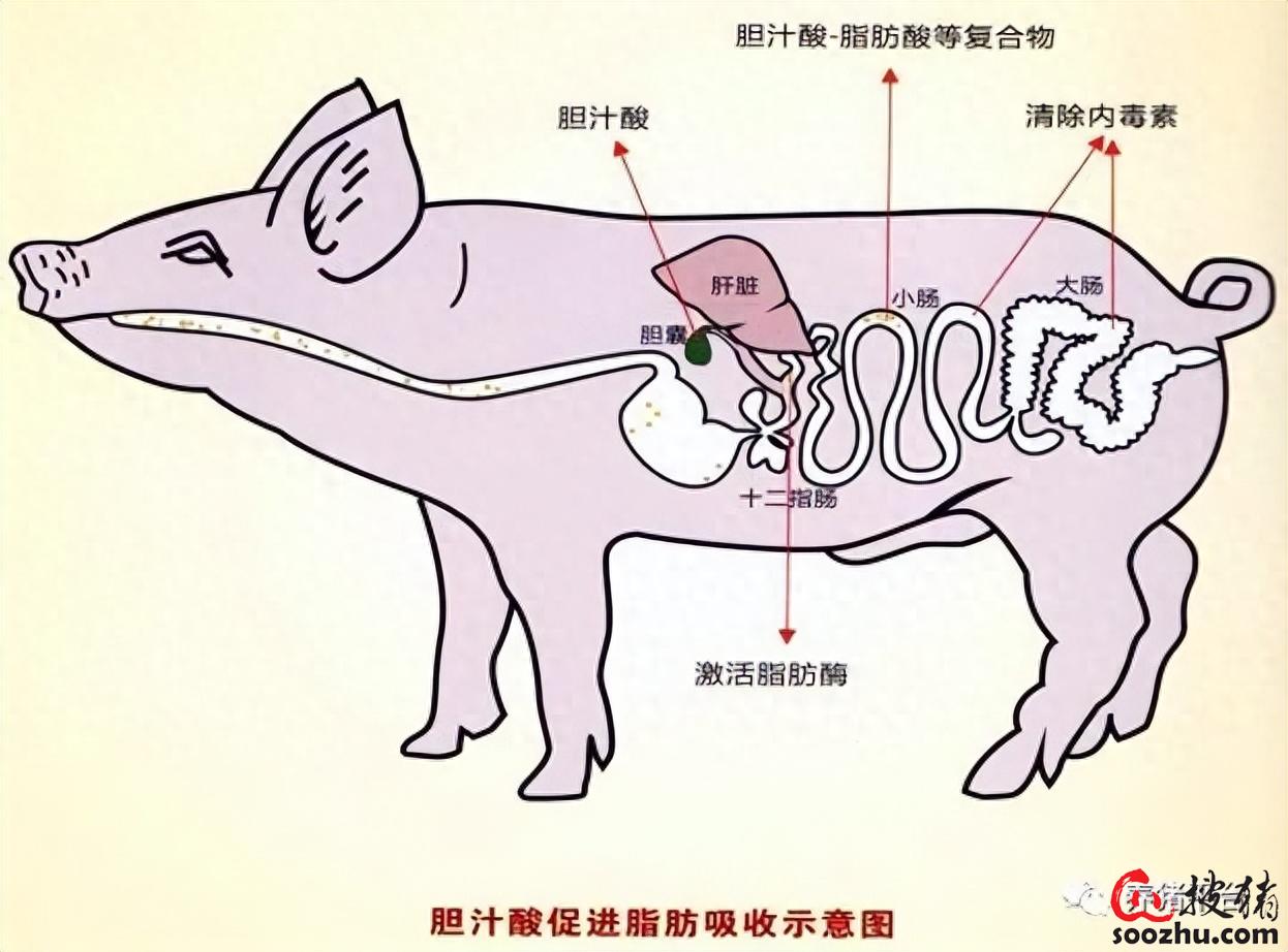 猪肚结构图解图片
