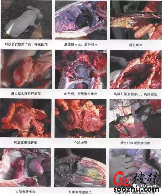 猪副嗜血杆菌病解剖图图片
