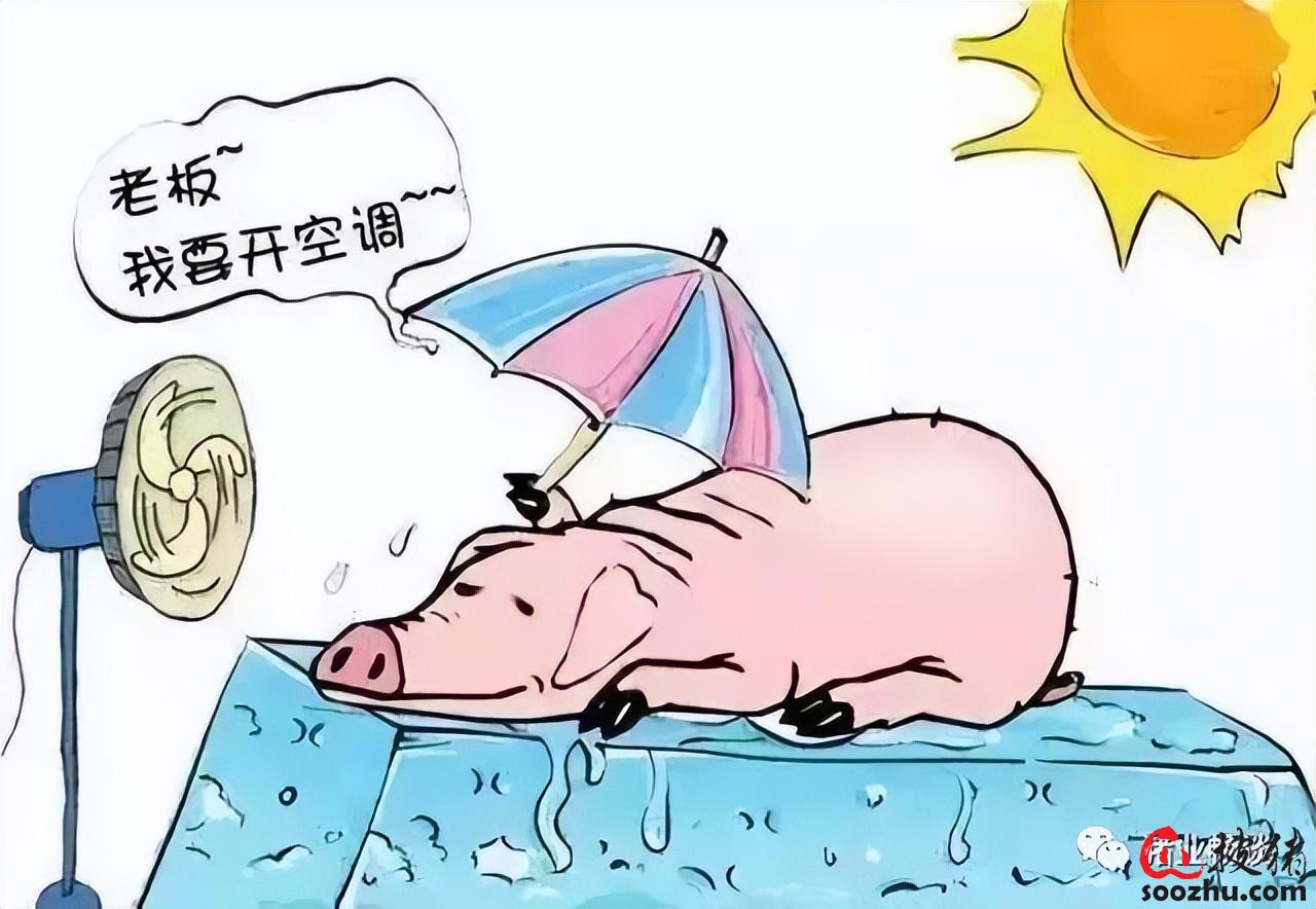 高温来袭猪场热应激危害大怎么办