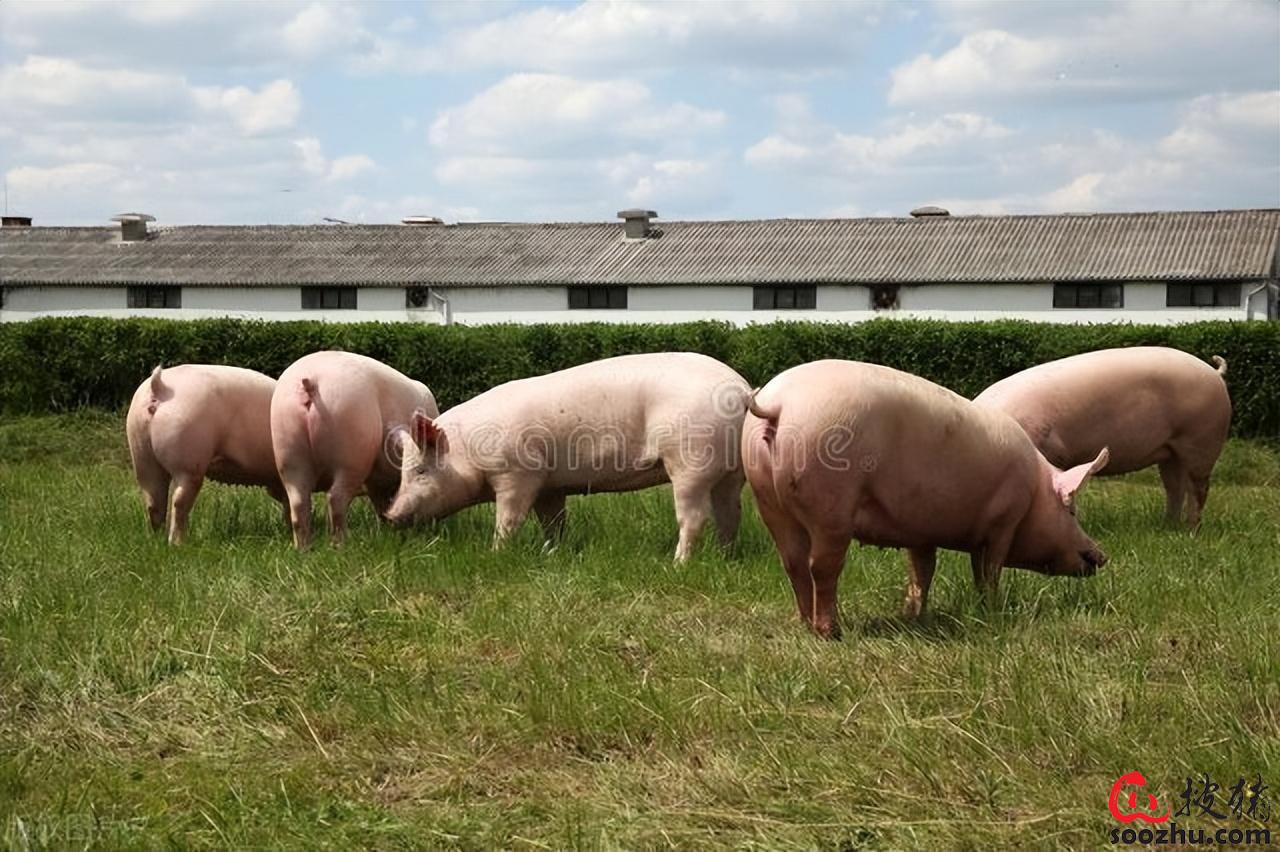 影响猪生长******的问题之一，关于断奶应激，你知道怎么避免吗？